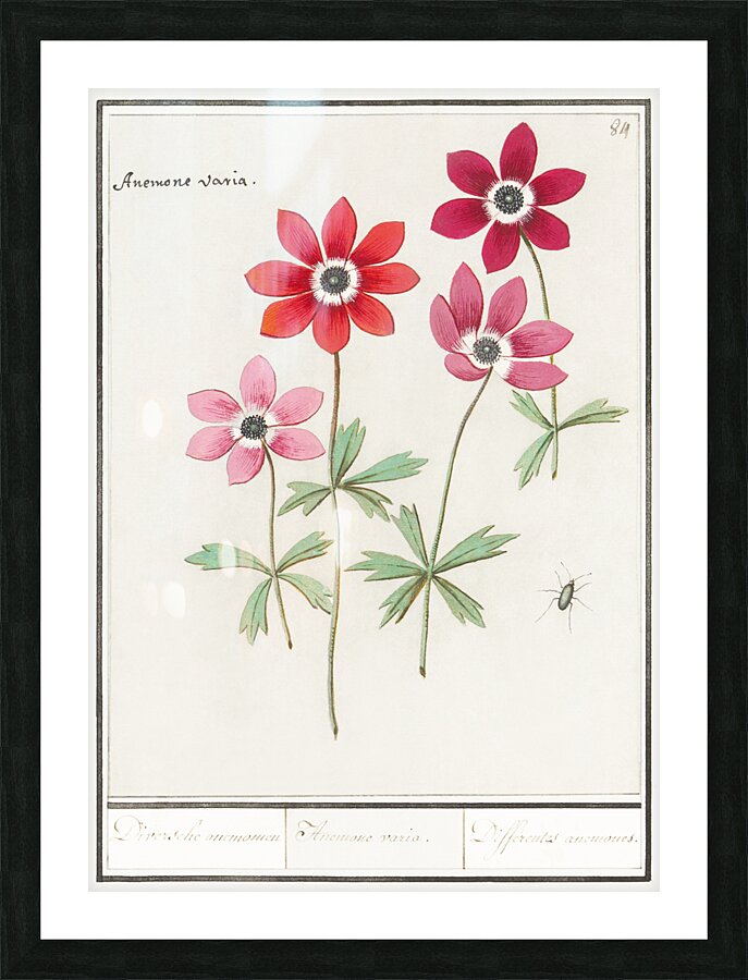Anemone in vintage style Picture Frame print