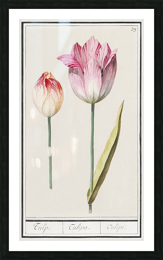 Anemone in vintage style Picture Frame print