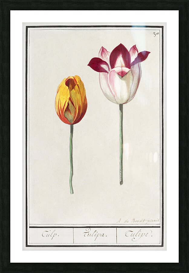 Tulip in vintage style Picture Frame print