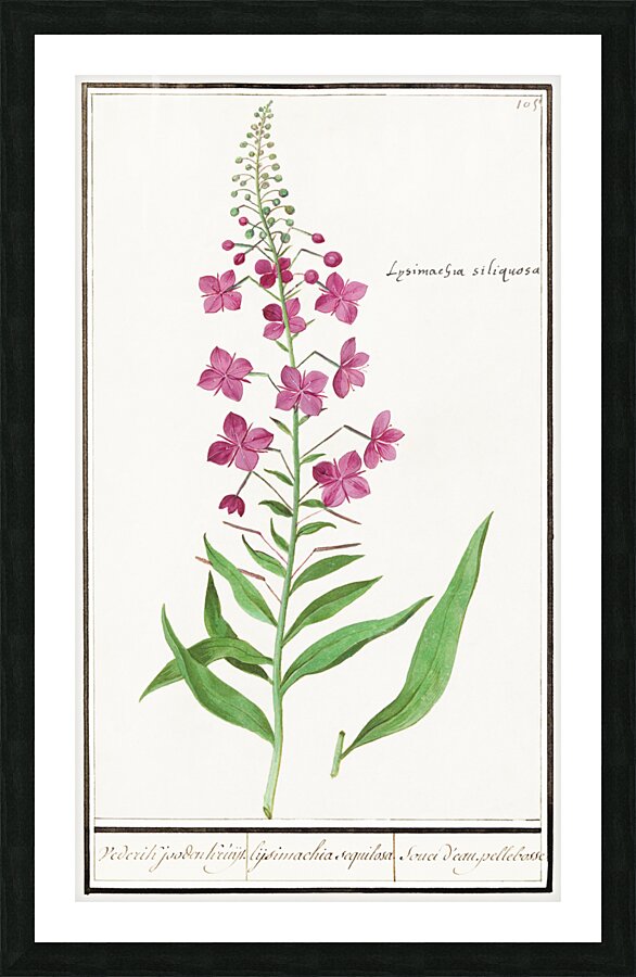 Willowherb in vintage style Picture Frame print