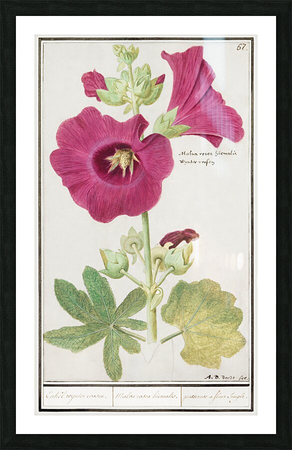 Alcea in vintage style Picture Frame print