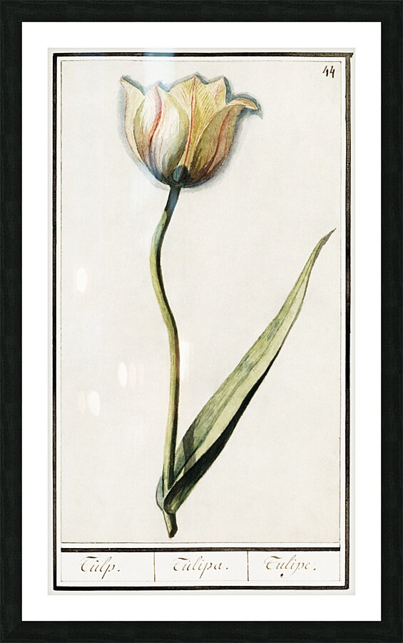 Tulip in vintage style Picture Frame print