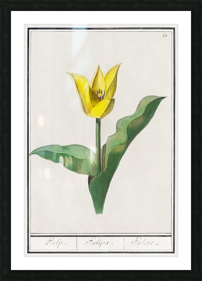 Tulip in vintage style Picture Frame print
