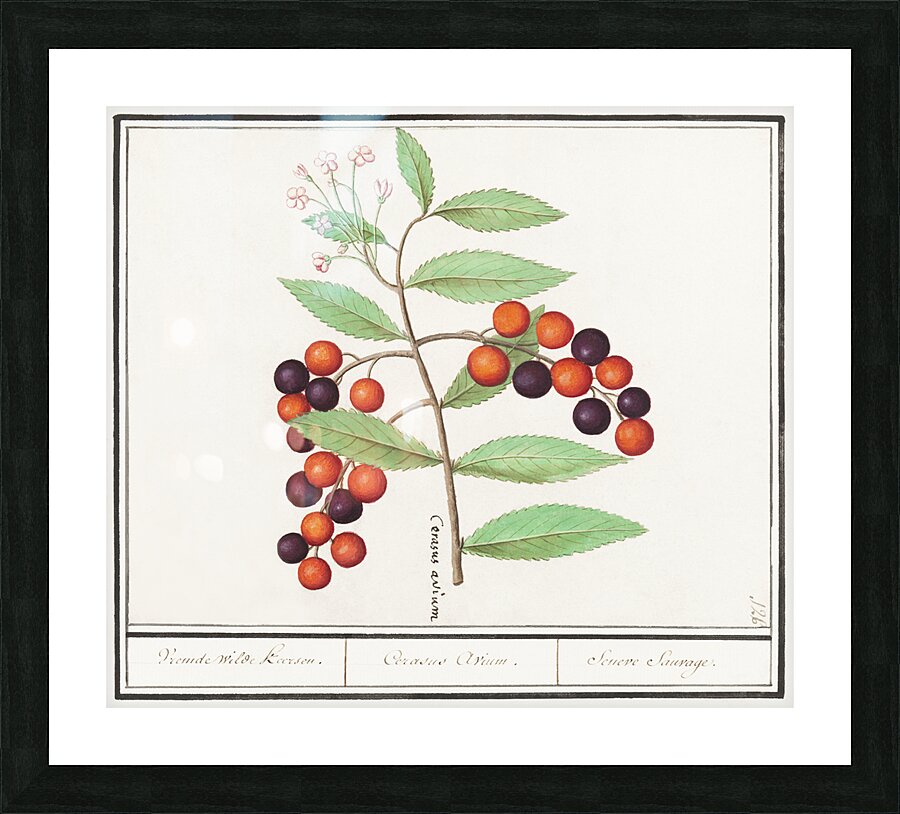 Bird cherry in vintage style Picture Frame print