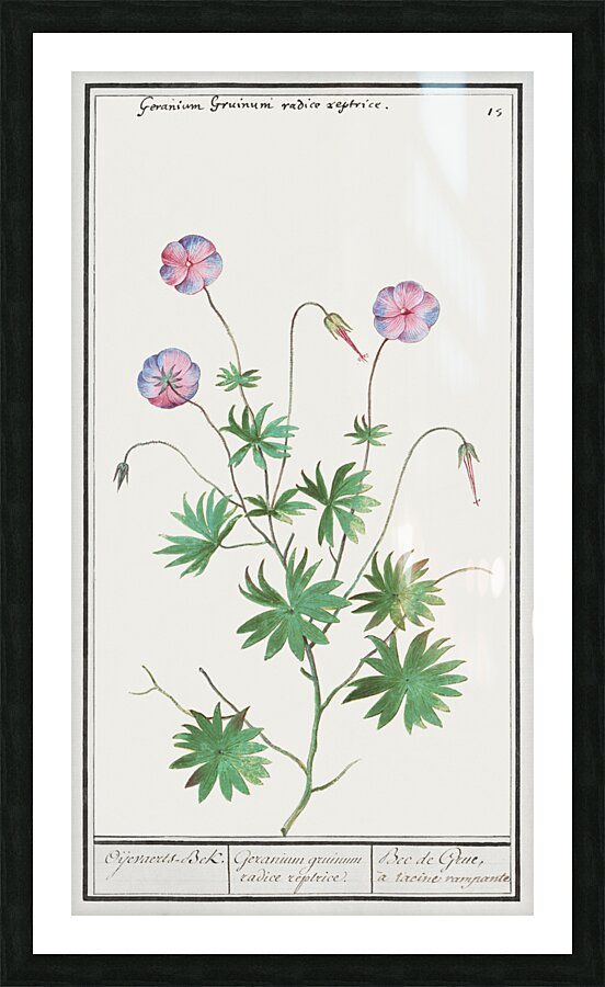 Geranium in vintage style Picture Frame print