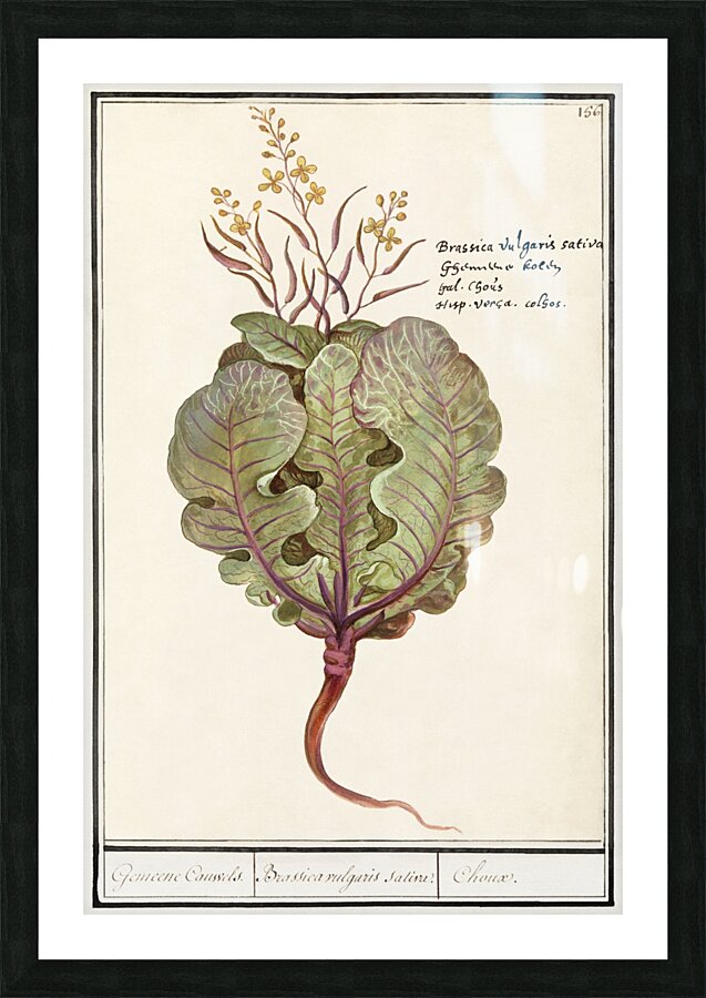 Cabbage in vintage style Picture Frame print