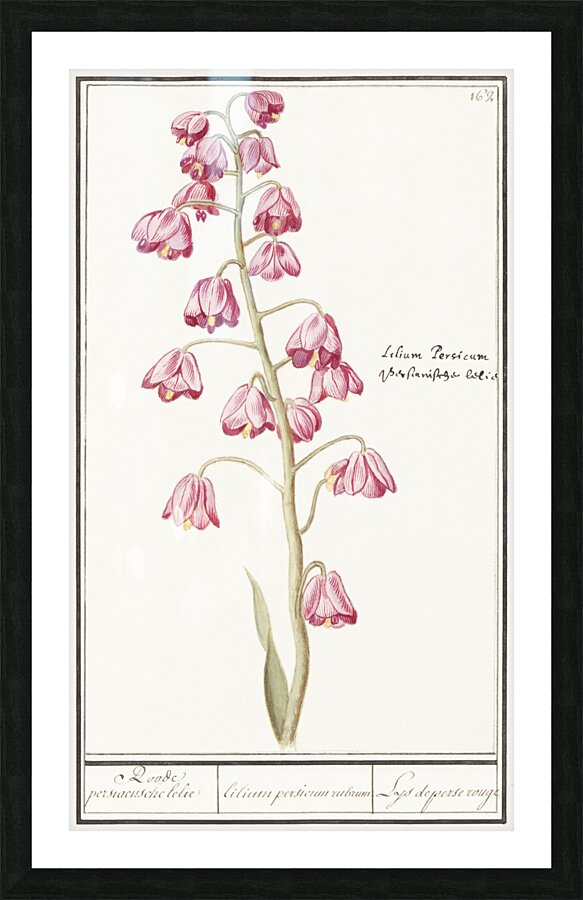 Cabbage in vintage style Picture Frame print