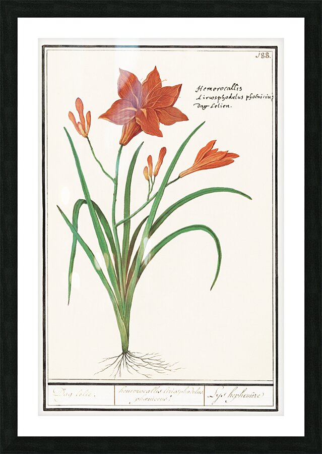 Orange daylily in vintage style Picture Frame print