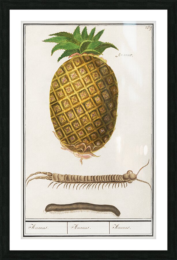 Pineapple in vintage style Picture Frame print