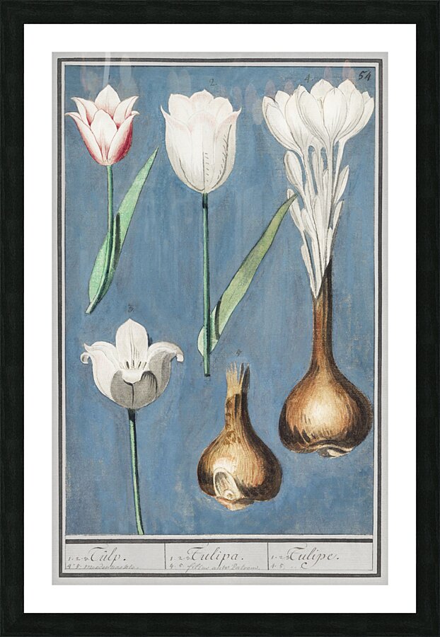 Tulip in vintage style Picture Frame print