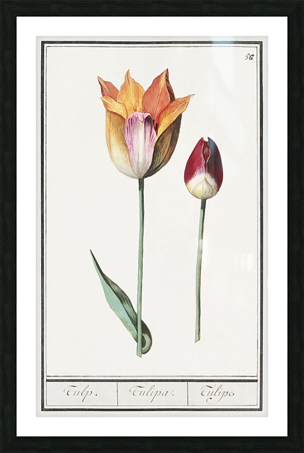 Tulip in vintage style Picture Frame print