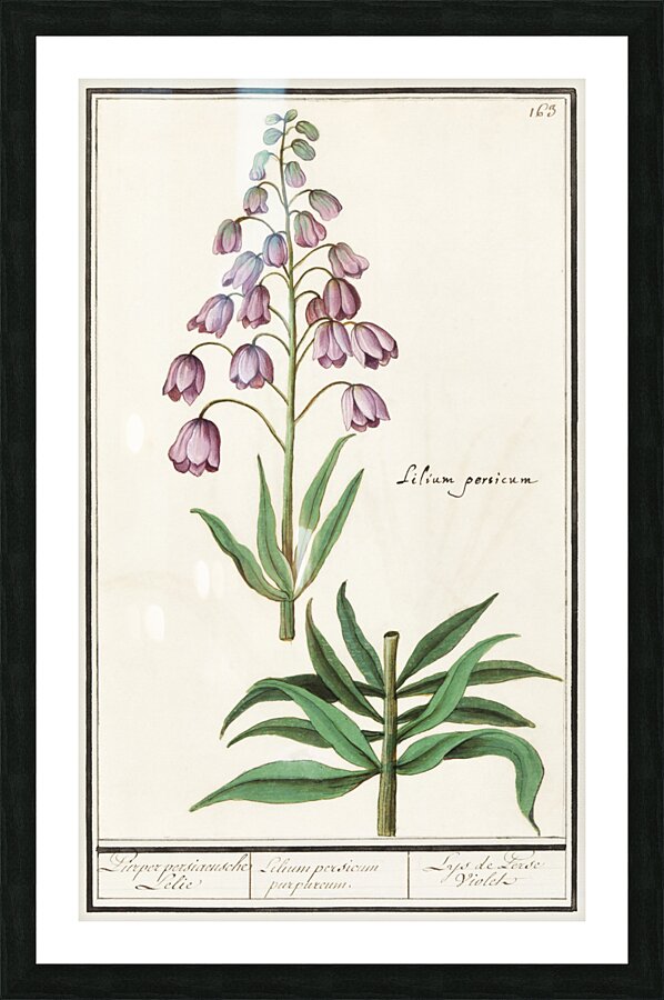 Persian lily in vintage style Picture Frame print
