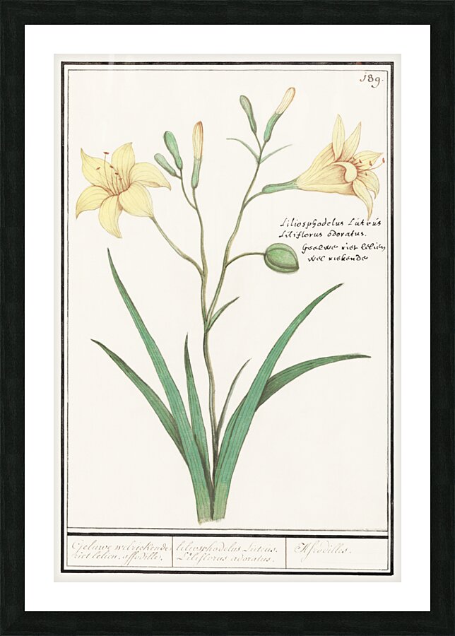Yellow lily in vintage style Picture Frame print
