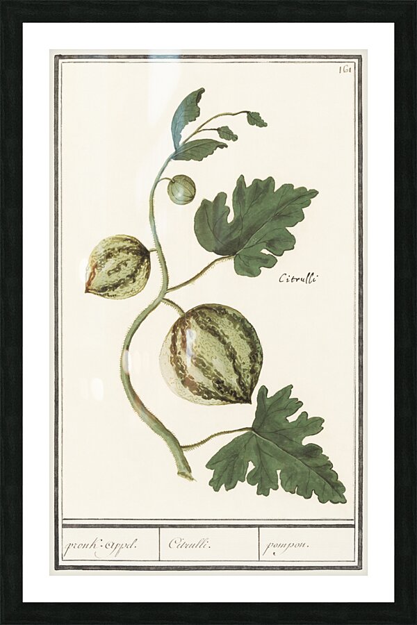 Watermelon in vintage style Picture Frame print