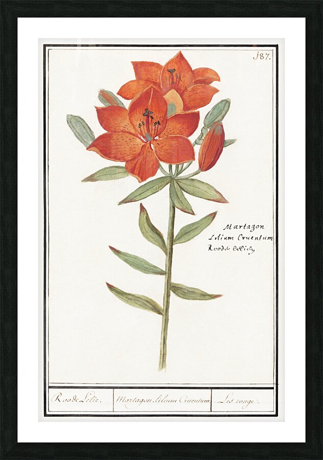 Red lily in vintage style Picture Frame print