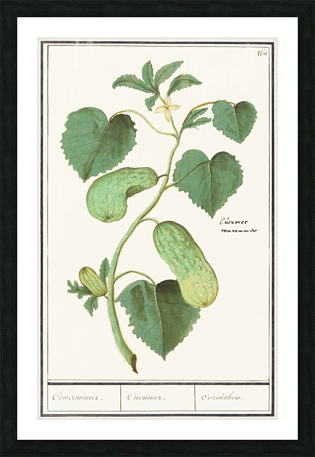Cucumber in vintage style Impression et Cadre photo