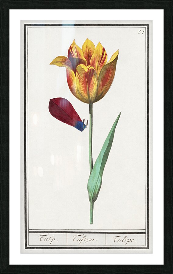 Tulip in vintage style Picture Frame print