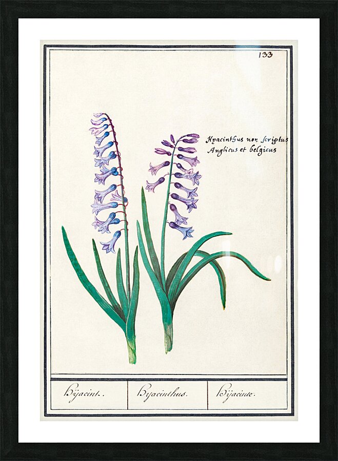 Hyacinth in vintage style Picture Frame print