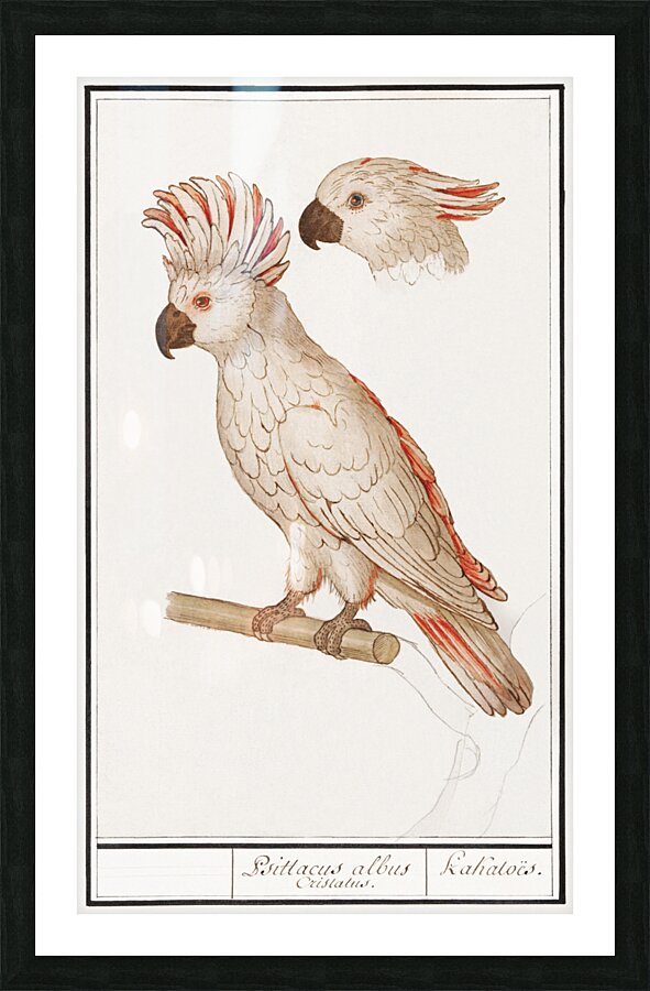 Moluccan cockatoo vintage style Picture Frame print