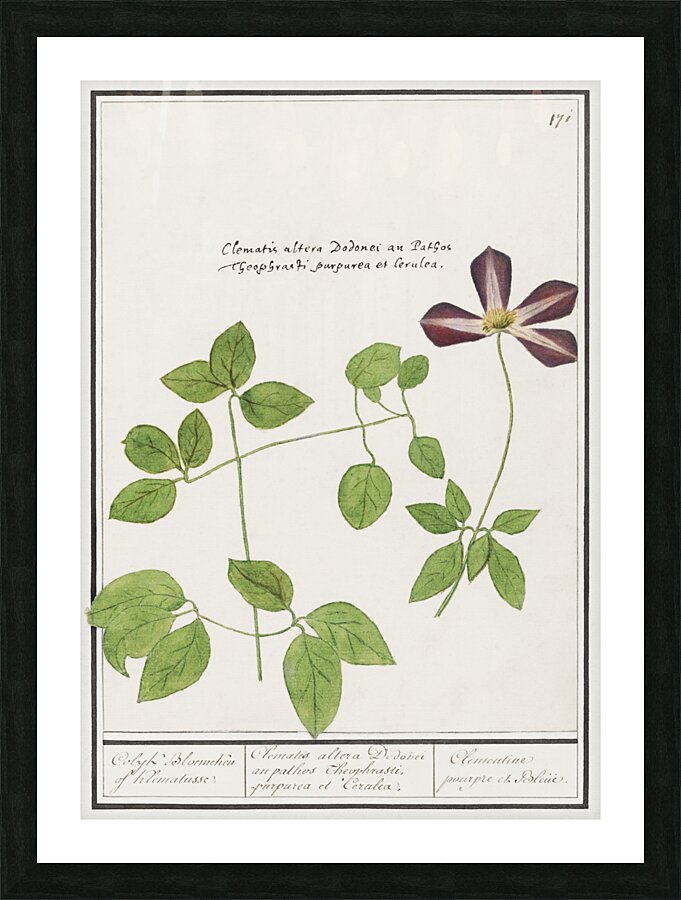 Moluccan cockatoo vintage style Picture Frame print