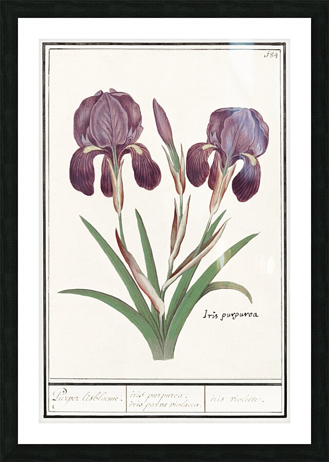 Purple iris in vintage style Picture Frame print