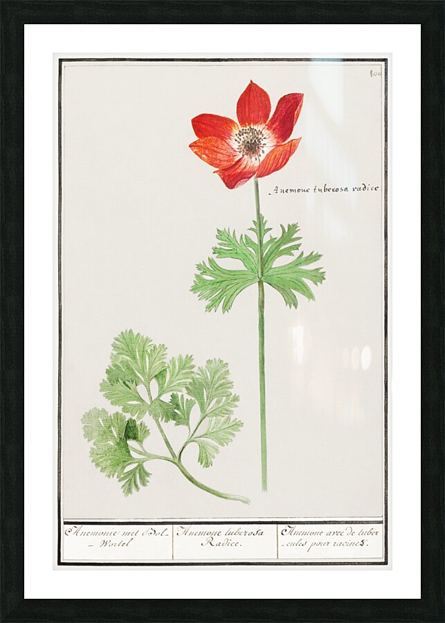 Anemone in vintage style Picture Frame print