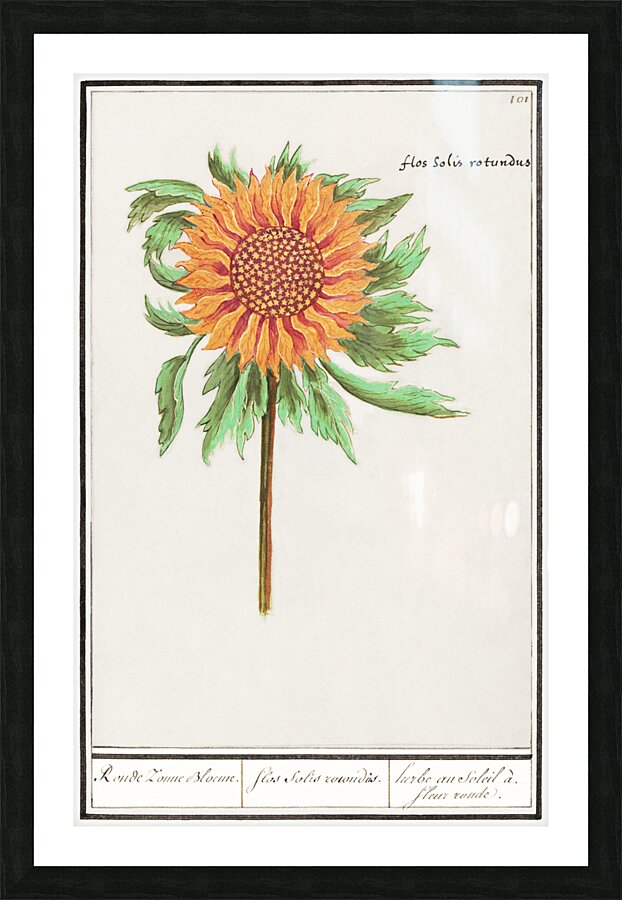 Sunflower in vintage style Picture Frame print