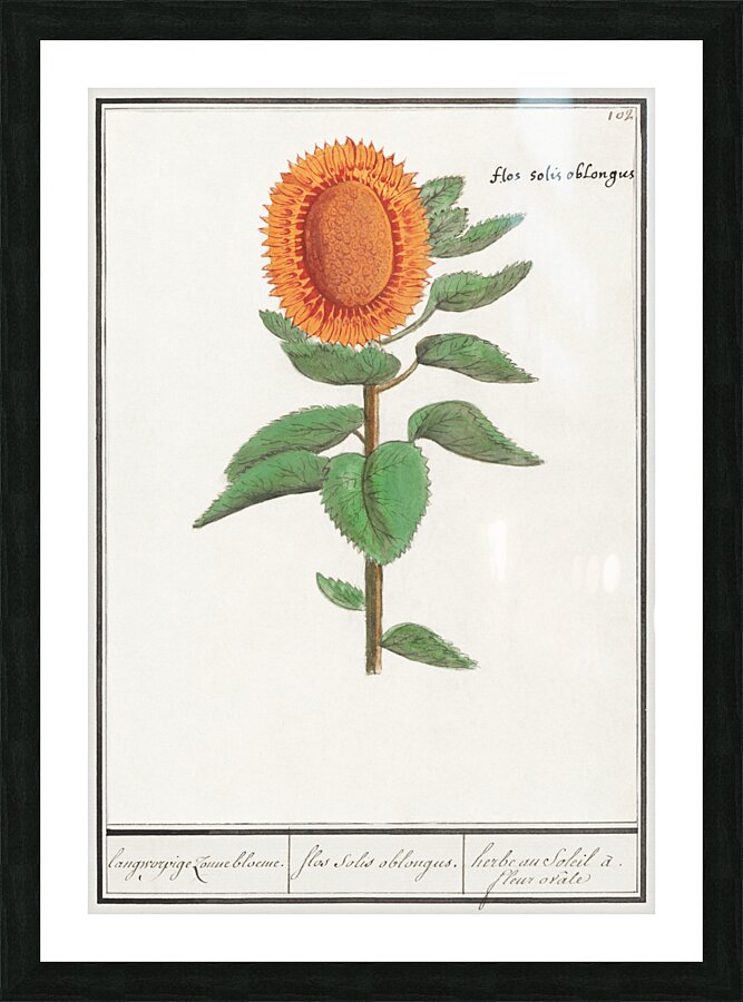 Sunflower in vintage style Picture Frame print