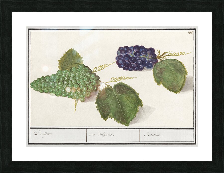 Grapes in vintage style Picture Frame print