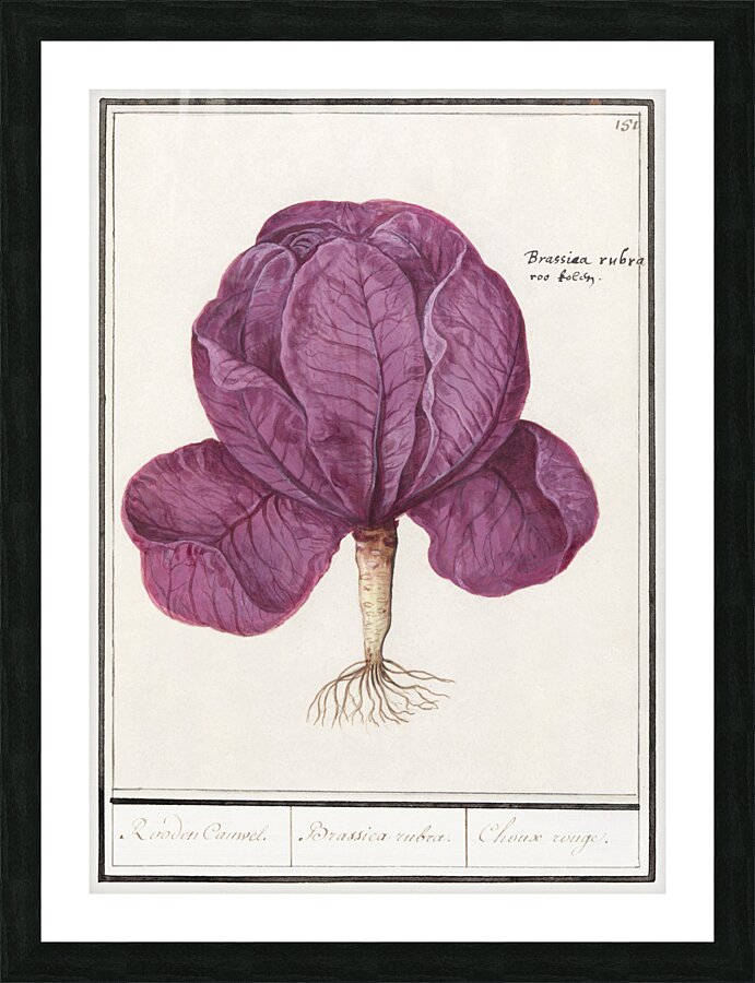Red cabbage in vintage style Picture Frame print