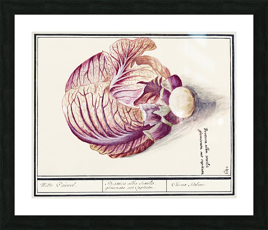 White cabbage in vintage style Picture Frame print