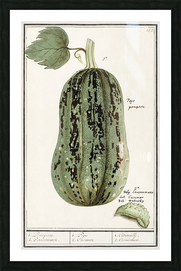 White cabbage in vintage style Picture Frame print