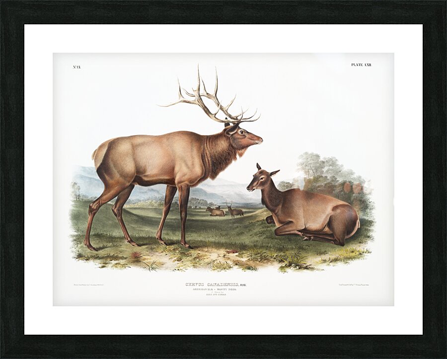 American Elk Cervus Canadensis  Impression et Cadre photo
