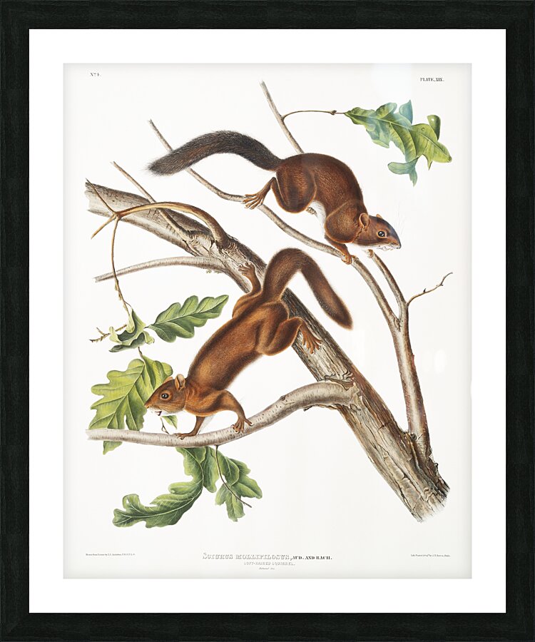 Soft-haired Squirrel Sciurus mollipilosus  Picture Frame print