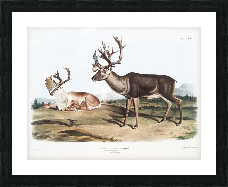 Caribou or American Rein Deer Tarandus furcifer  Picture Frame print