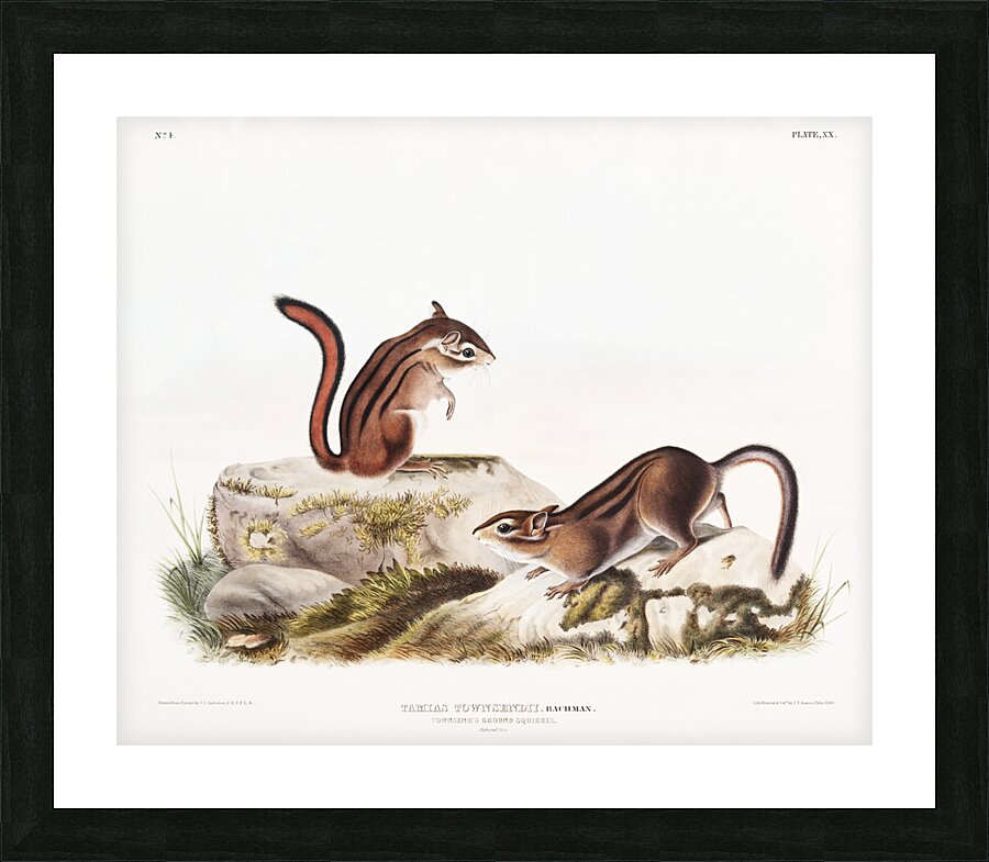 Ground Squirrel Tamias Townsendii  Picture Frame print