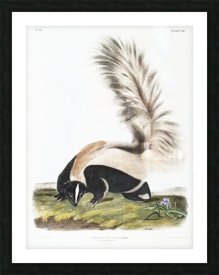 Large-tailed Skunk Mephitis macroura  Picture Frame print