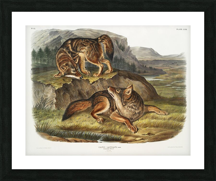 Prairie Wolf Canis latrans  Picture Frame print