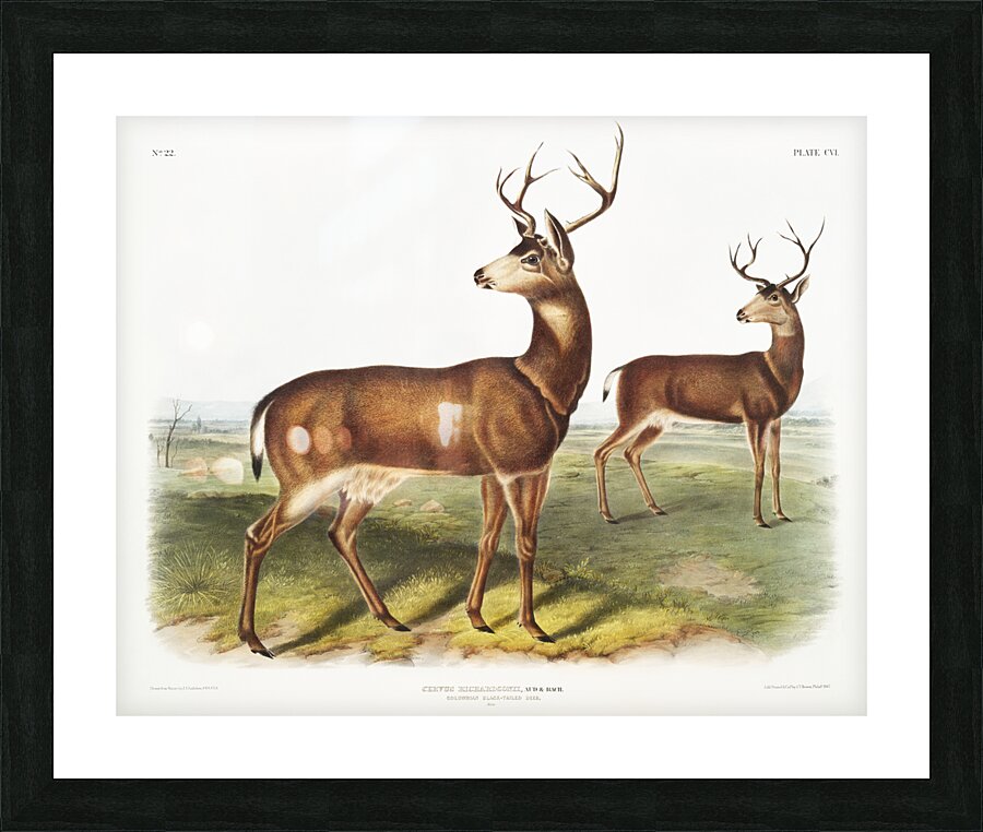 Columbian Black-tailed Deer Cervus Richardsonii  Picture Frame print