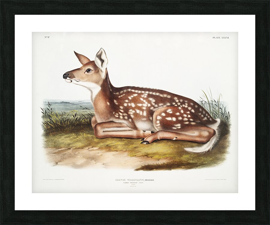 Columbian Black-tailed Deer Cervus Richardsonii  Picture Frame print