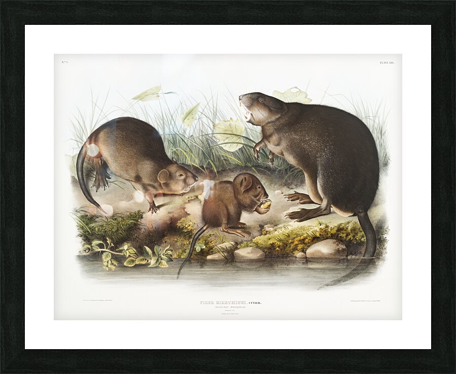 Musk-Rat Musquash Fiber Zibethicus  Picture Frame print