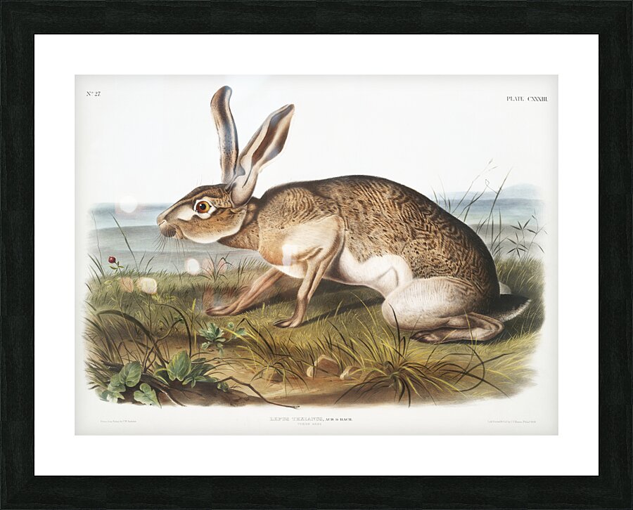 Texian Hare Lepus Texianus  Picture Frame print