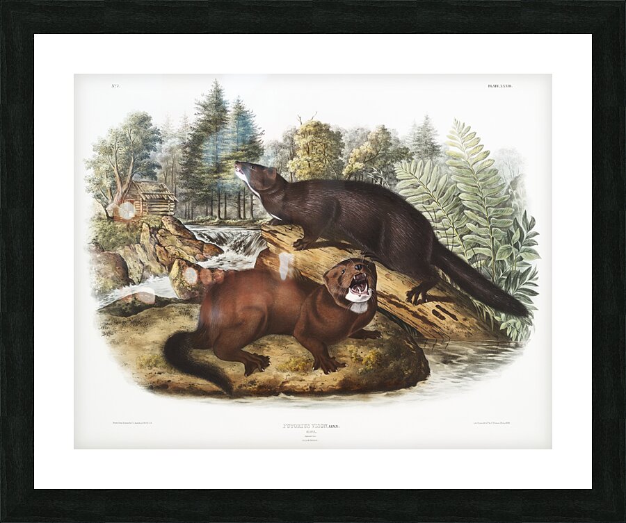 Mink Putorius vison  Picture Frame print