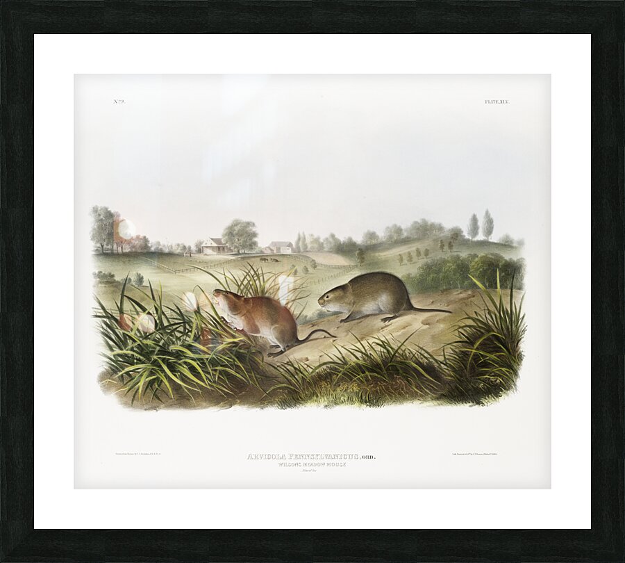Meadow Mouse Arvicola Pennsylvanicus  Picture Frame print