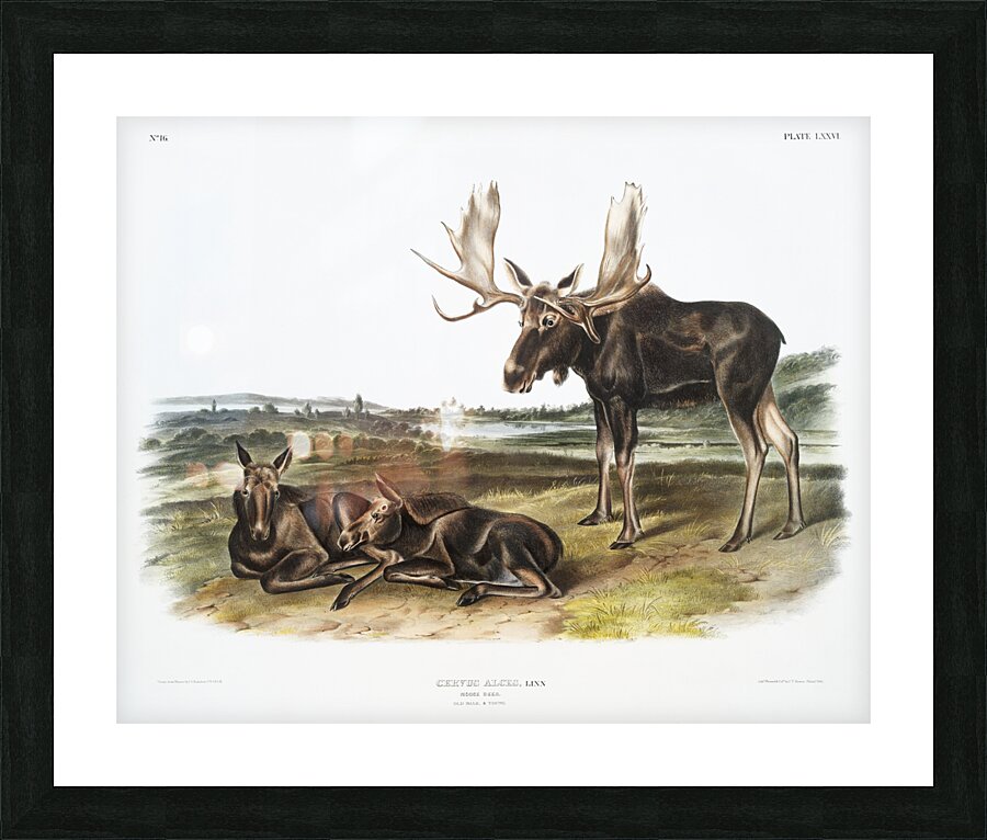 Moose Deer Servus alces  Picture Frame print