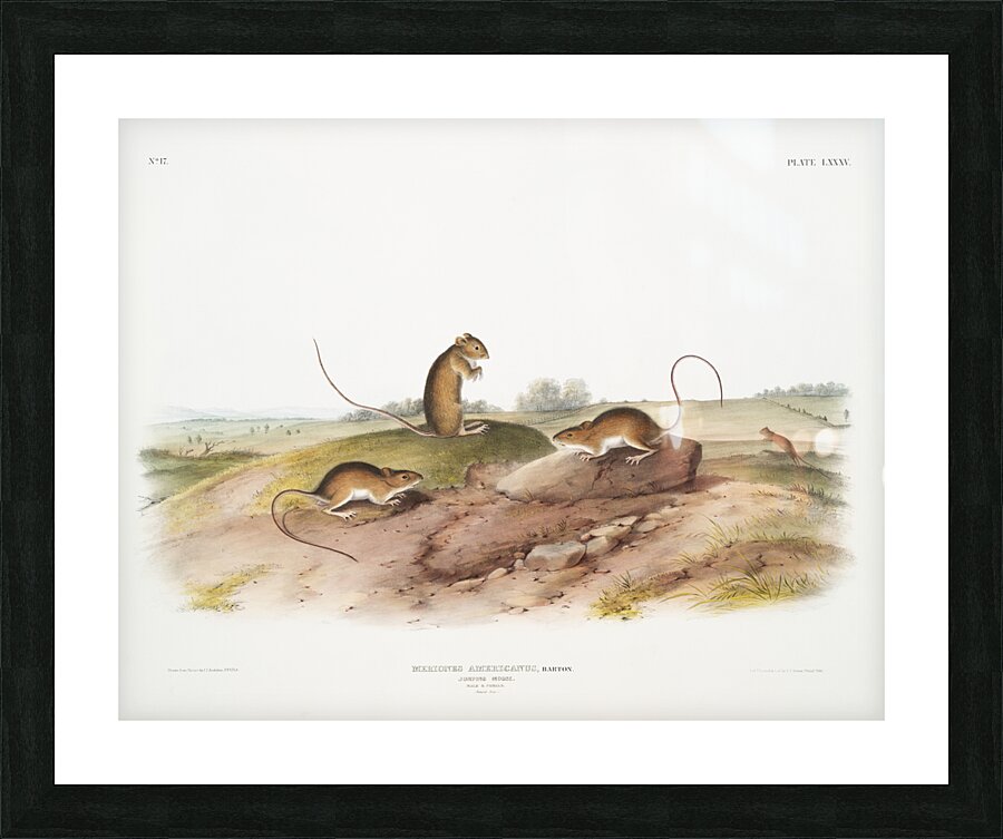 Jumping Mouse Meriones Americanus  Picture Frame print