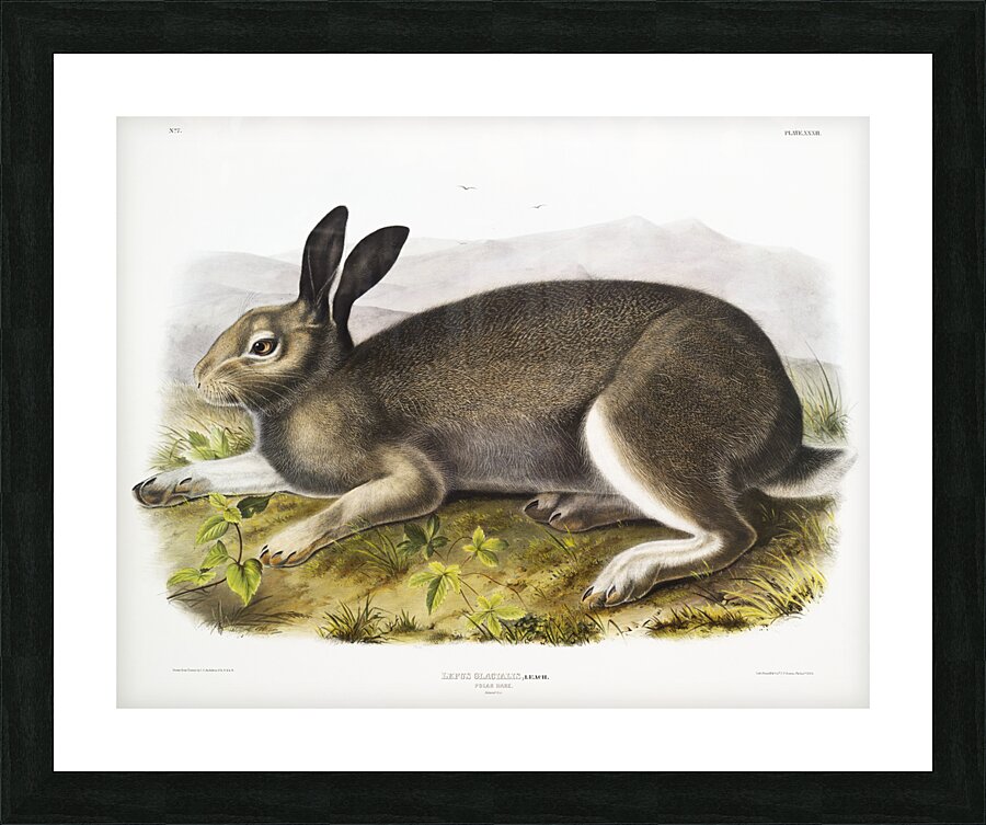 Polar Hare Lepus glacialis  Picture Frame print
