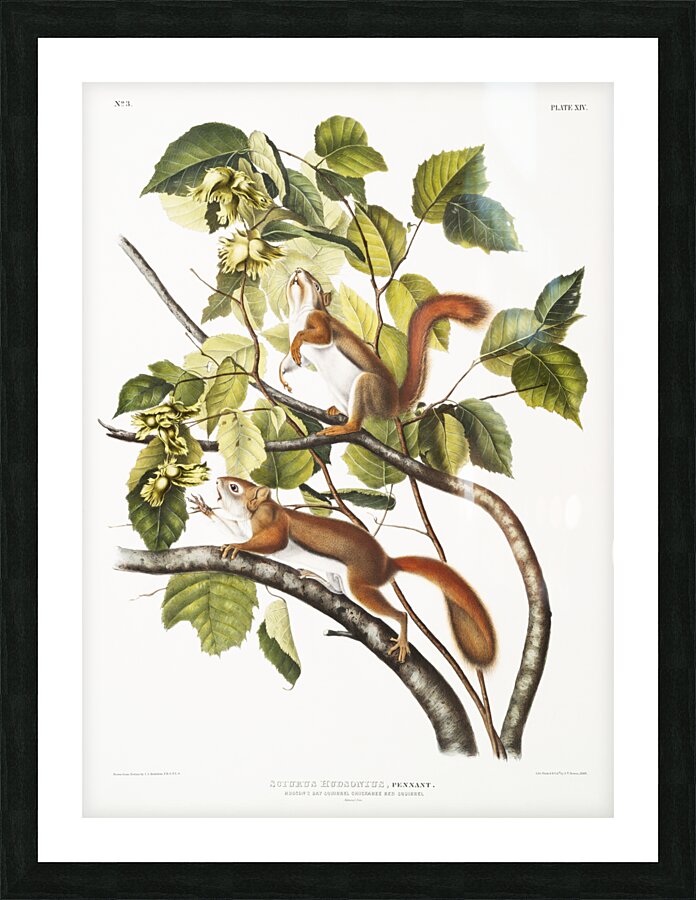 Bay Squirrel Chickaree Red Squirrel Sciurus Hudsonius  Picture Frame print