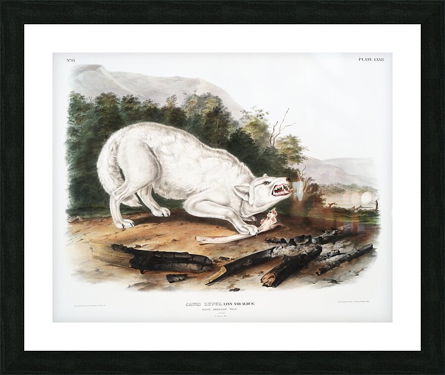 White American Wolf Canis lupus  Picture Frame print