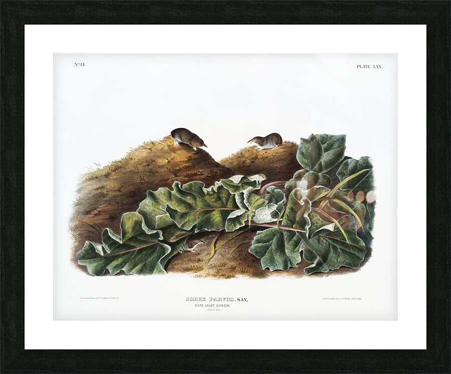 Least Shrew Sorex parvus  Picture Frame print
